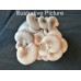 Grey Oyster Spawn (low spore variety)