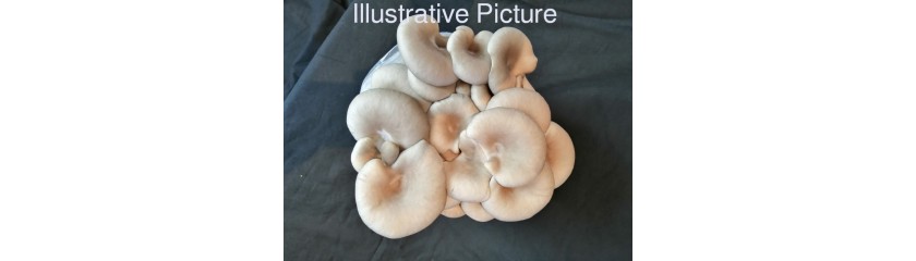 The Ultimate Mushroom Grow Kit Guide