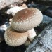 Shiitake Spawn