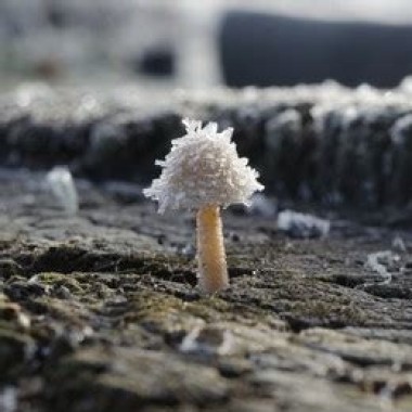 How to heat mushroom grows