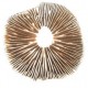 Magic Mushroom Spores Magic Mushroom Spores