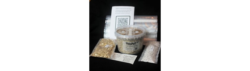 The Complete Guide to Mushroom Grow Kits