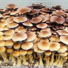 Blue Meanie Spores