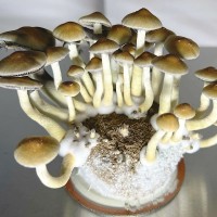 Aztec God Magic Mushroom Spores