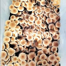 B+ Magic Mushroom Spores