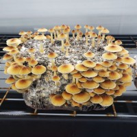 Amazon Magic Mushroom Spores