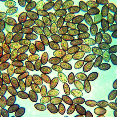 Ecuador Magic mushroom spore syringes