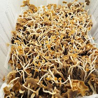 Semperviva Magic Mushroom Spores