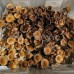 Z Strain Magic Mushroom Spores