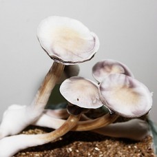 Albino A+ Spore syringe