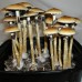 B+ Magic Mushroom Spores