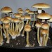 B+ Magic Mushroom Spores