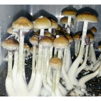 Treasure Coast Magic Mushroom Spores