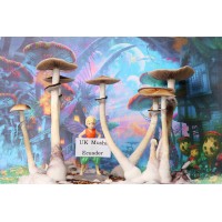 Ecuador Magic Mushroom Spores