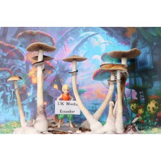 Ecuador Magic Mushroom Spores