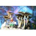 Ecuador Magic Mushroom Spores