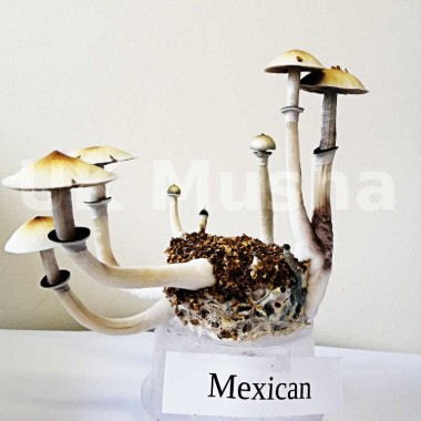 Mexican Magic Mushroom syringes