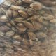 Mushroom grain bags Mushroom grain bags